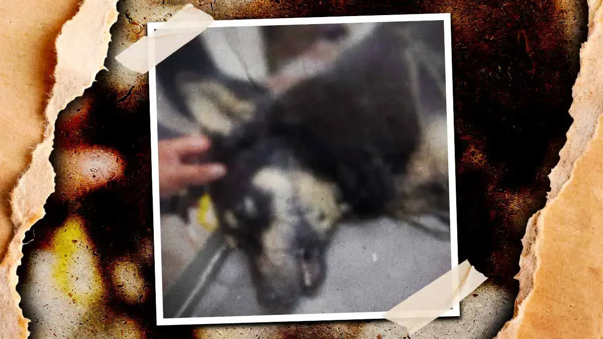 Tras polémica por podcast, reportan primer perro envenenado en Zacatlán