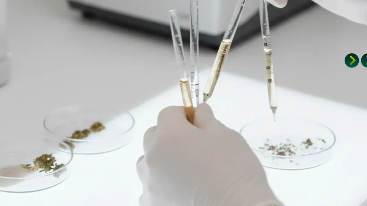 Estudian en la BUAP cannabinoides para tratamiento de epilepsia