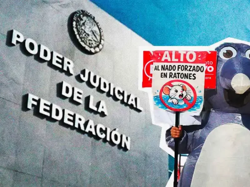 Poder Judicial federal suspende definitivamente prueba de nado forzado en Puebla 