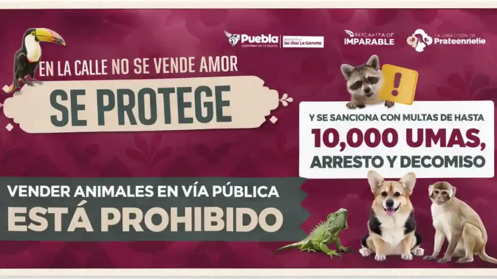 Se refuerzan acciones para regular venta de animales en vía pública por instrucciones de Pepe Chedraui