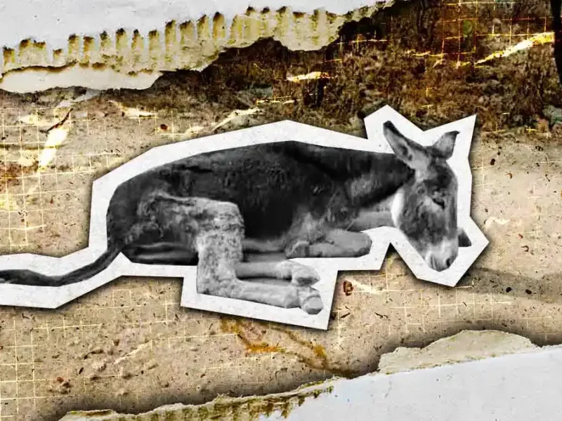 Sacrifican a burro abandonado y que sufrió maltrato extremo en Tehuacán