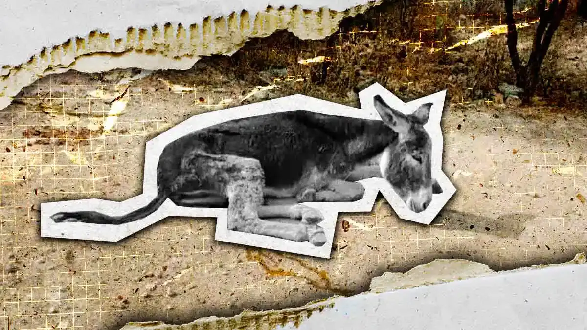 Sacrifican a burro abandonado y que sufrió maltrato extremo en Tehuacán