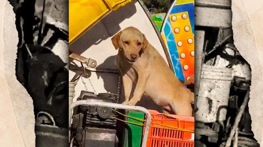 Ayuntamiento de San Andrés Cholula rescata perros abandonados en feria del Parque Intermunicipal