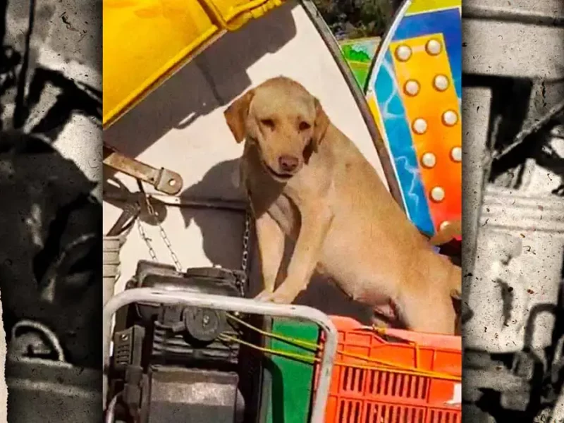 Ayuntamiento de San Andrés Cholula rescata perros abandonados en feria del Parque Intermunicipal