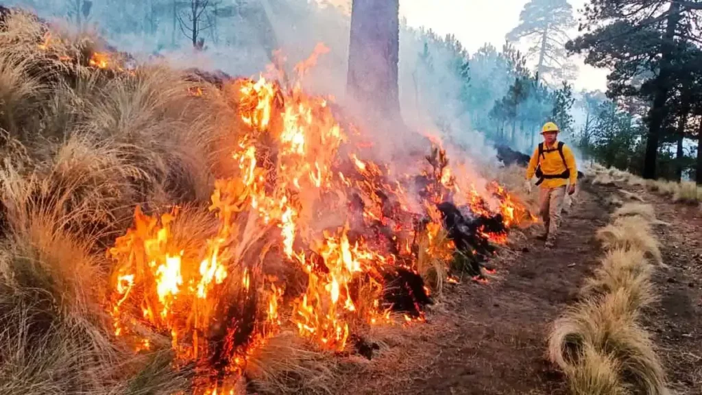 Incendio forestal de Vicente Guerrero, Puebla lleva cuatro días activo y 150 hectáreas afectadas 