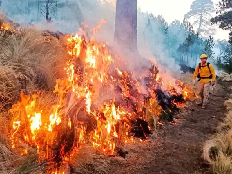 Incendio forestal de Vicente Guerrero, Puebla lleva cuatro días activo y 150 hectáreas afectadas 