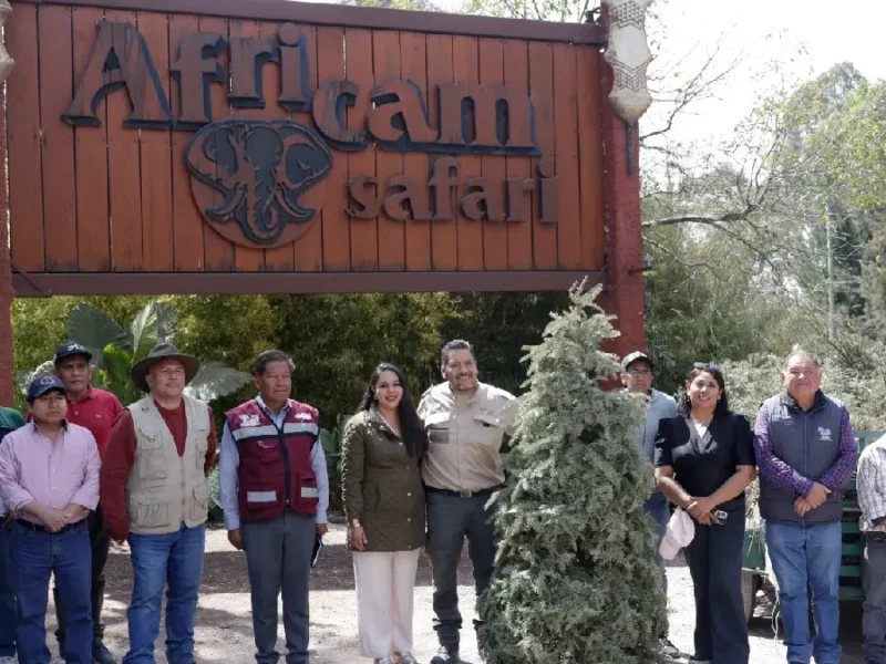 Entrega Tonantzin Fernández 270 árboles navideños naturales a Africam Safari