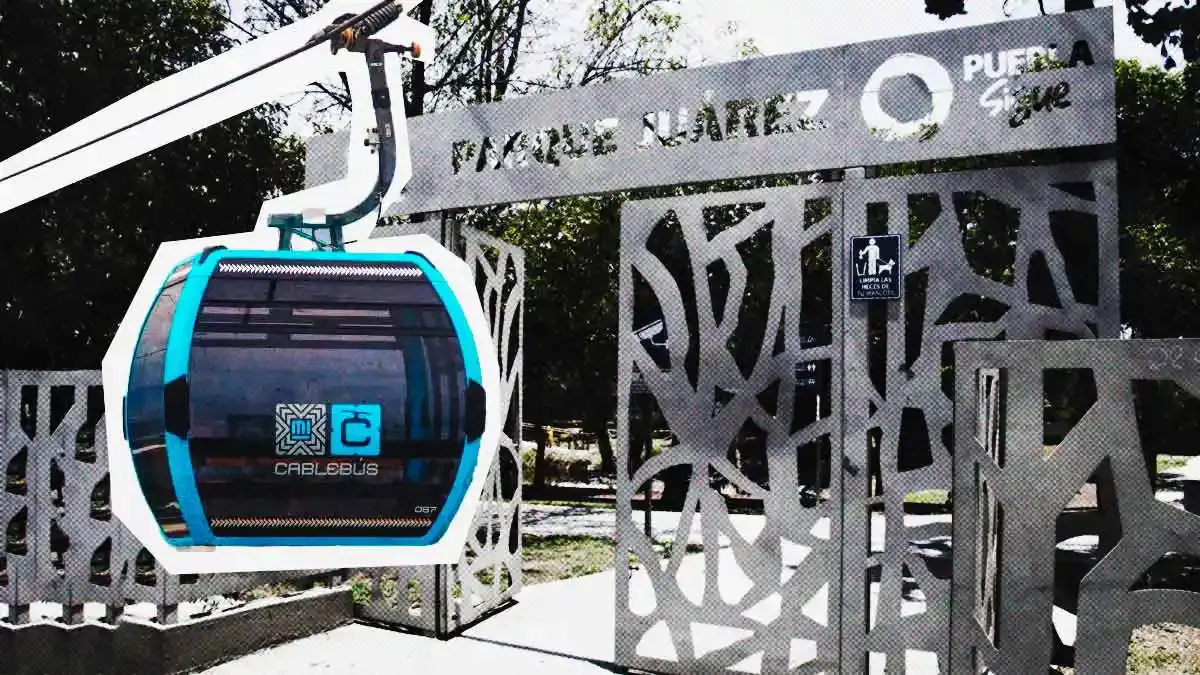 Cablebús obliga a reubicar 280 árboles en Puebla; mayoría del Parque Juárez