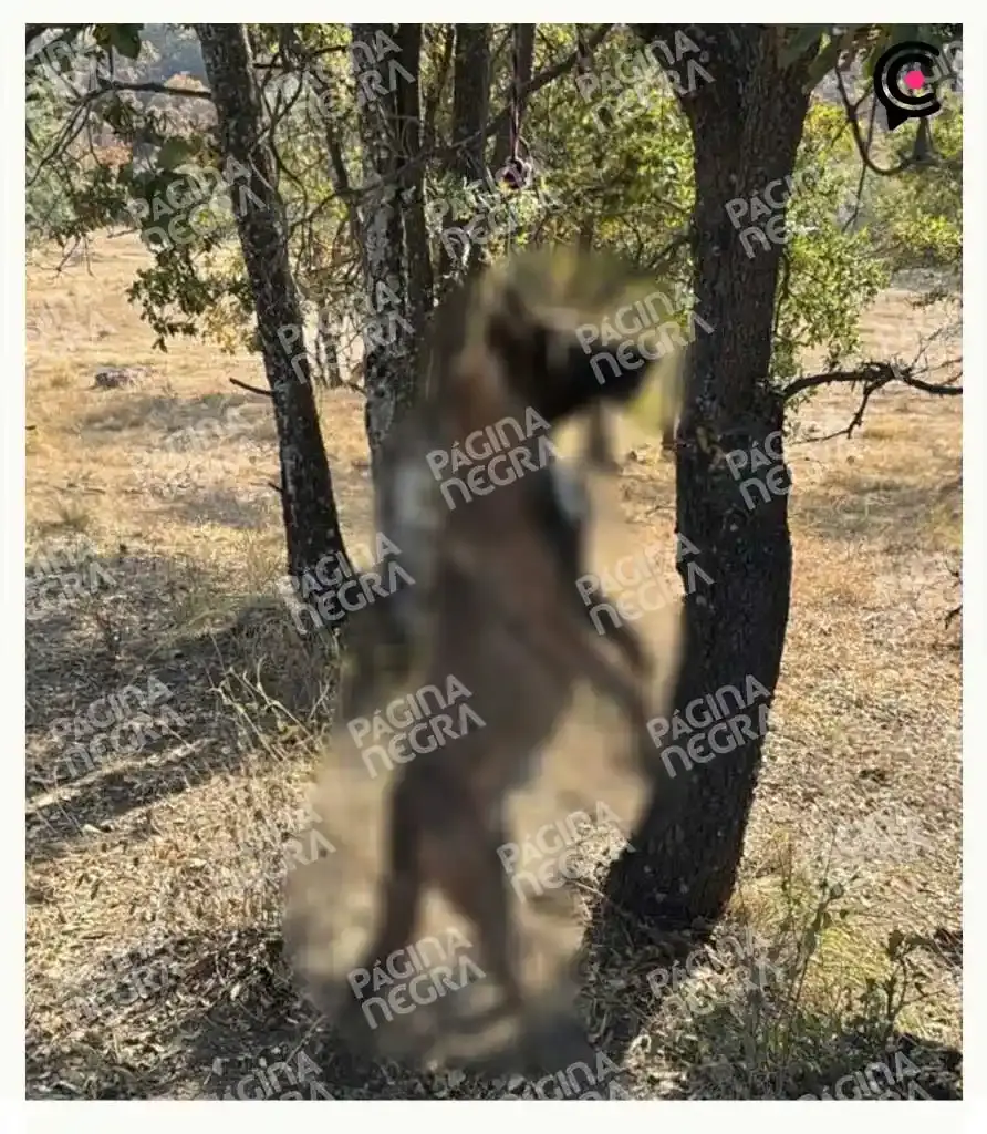 Perro pastor Belga es asesinado tras ser colgado de un árbol en Cuautinchan, Puebla