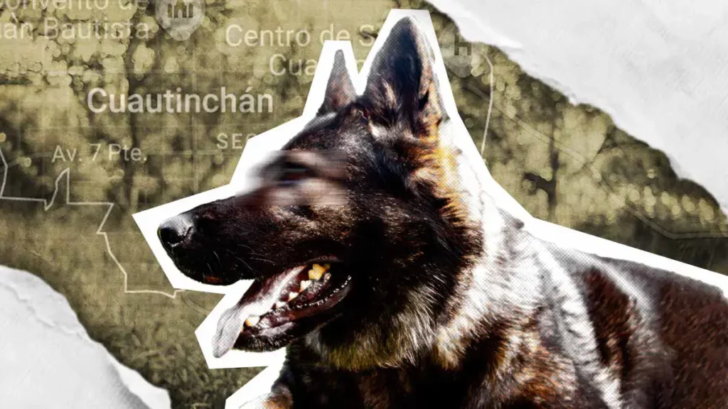 Perro pastor Belga es asesinado tras ser colgado de un árbol en Cuautinchan, Puebla