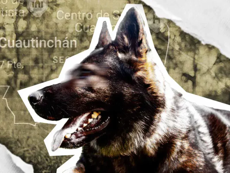 Perro pastor Belga es asesinado tras ser colgado de un árbol en Cuautinchan, Puebla