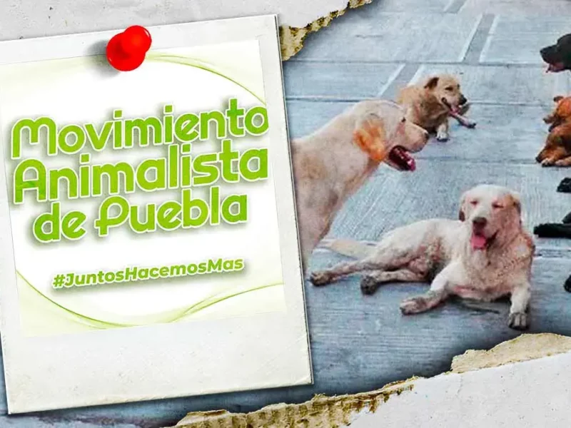 Junta auxiliar de Teziutlán anuncia “aseguramiento” de mascotas en situación de calle; activistas exigen transparencia