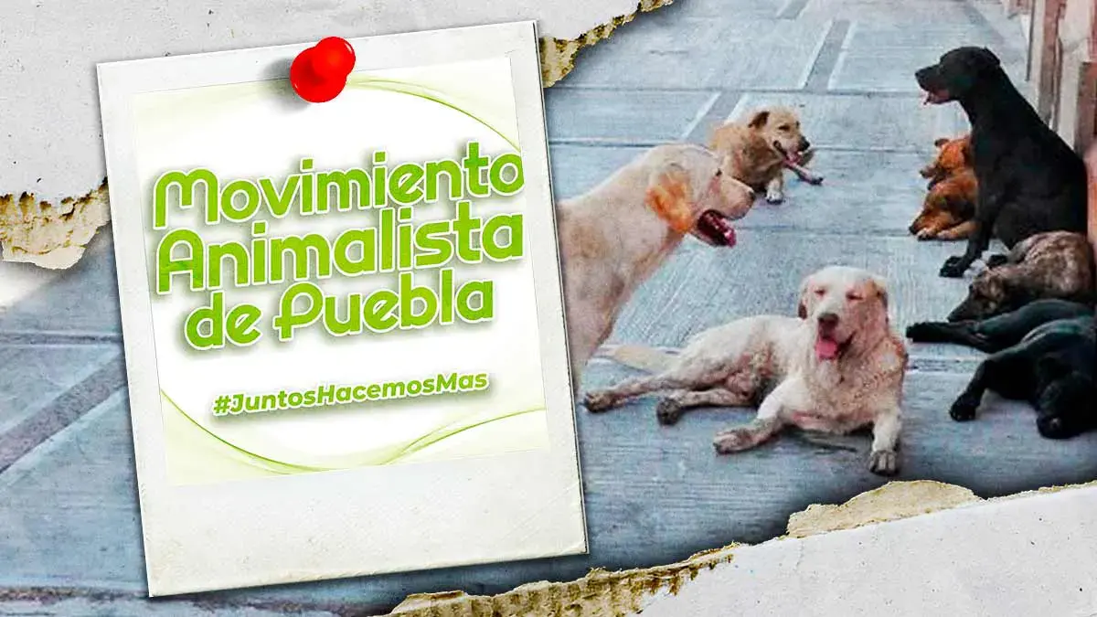 Junta auxiliar de Teziutlán anuncia “aseguramiento” de mascotas en situación de calle; activistas exigen transparencia