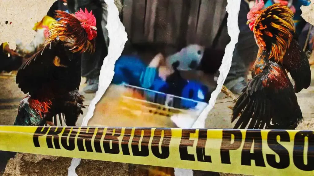 Asesinan a un hombre tras riña en pelea de gallos de Chietla, Puebla