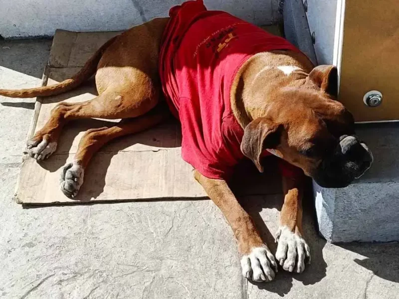 Conoce a “Don Chato”, perro anciano que podría perder su hogar en paradero de RUTA Puebla