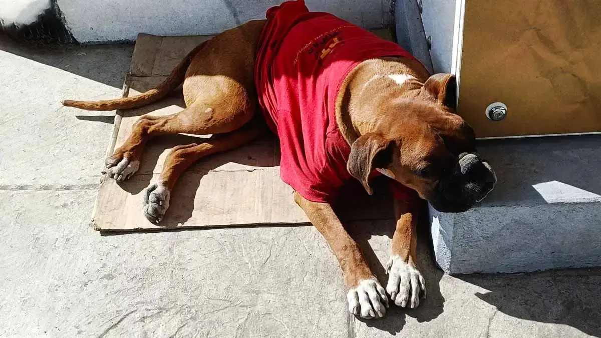 Conoce a “Don Chato”, perro anciano que podría perder su hogar en paradero de RUTA Puebla