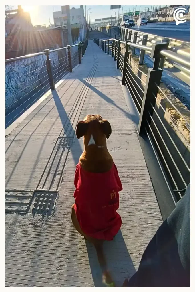 Conoce a “Don Chato”, perro anciano que podría perder su hogar en paradero de RUTA Puebla