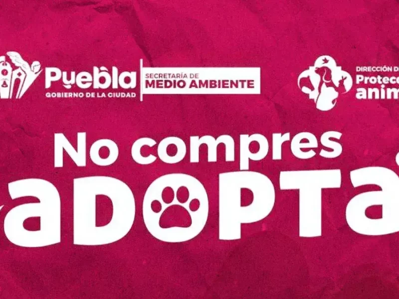 Impulsa Pepe Chedraui la adopción responsable de perritos