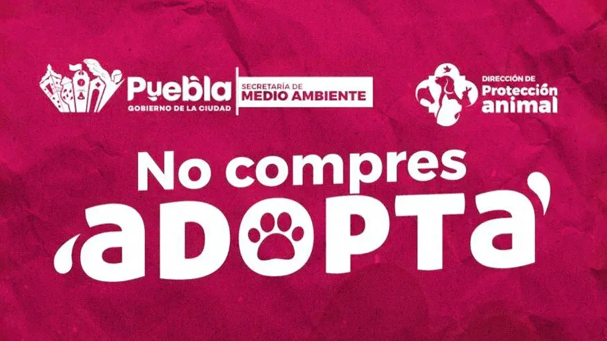 Impulsa Pepe Chedraui la adopción responsable de perritos
