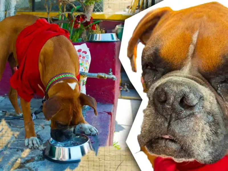 Secretaría de Movilidad adoptó a “Don Chato”, perro anciano que vivía en paradero de RUTA Puebla