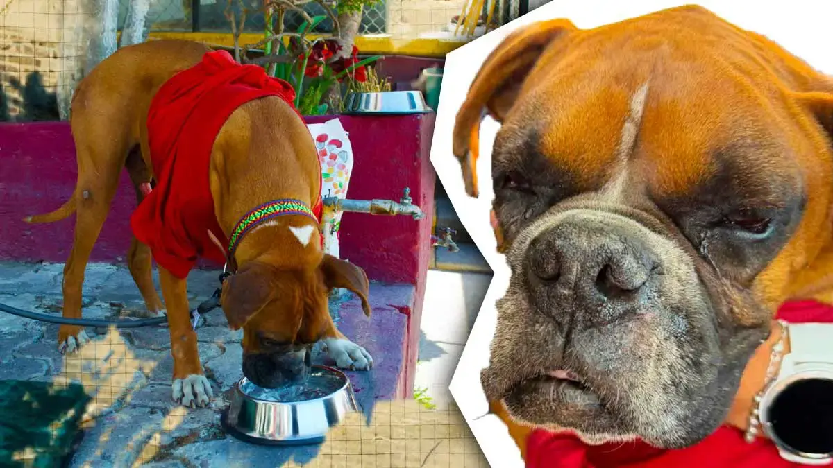 Secretaría de Movilidad adoptó a “Don Chato”, perro anciano que vivía en paradero de RUTA Puebla