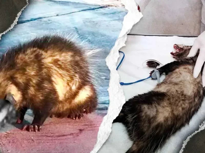 Denuncian ineficiencia del Instituto de Bienestar Animal de Puebla para rescatar tlacuache herido