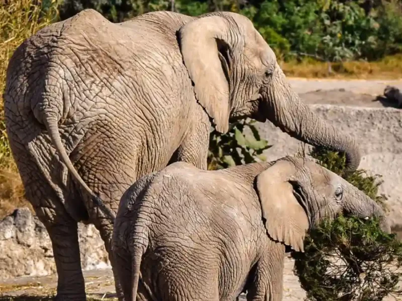 Concluye con éxito la campaña Verde Navidad, en coordinación con Africam Safari y el Gobierno de Pepe Chedraui