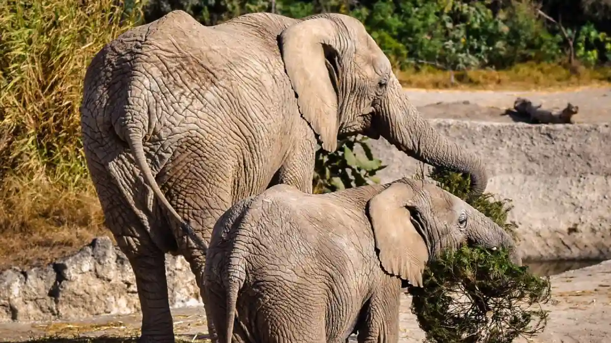 Concluye con éxito la campaña Verde Navidad, en coordinación con Africam Safari y el Gobierno de Pepe Chedraui