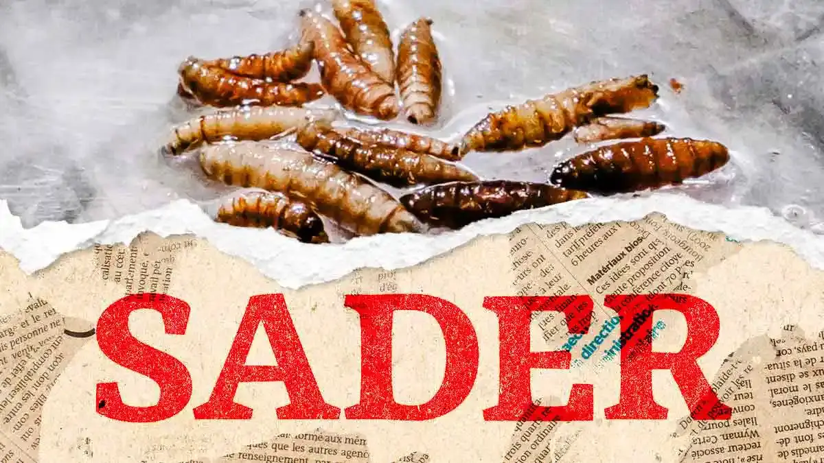 Secretaría de Agricultura y Desarrollo Rural alerta por gusano barrenador en 14 municipios de Puebla