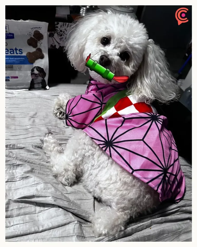 Annie Rojas, voz de Nezuko, vende audios para salvar a su perrita Minka