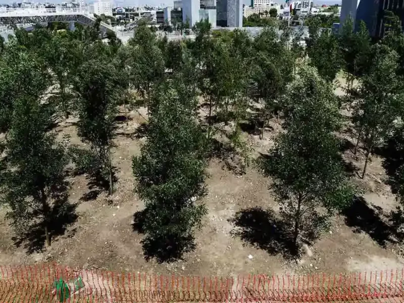 Reforestación del gobierno no aportará beneficios de árboles talados por cablebús de Puebla: Ambientalistas