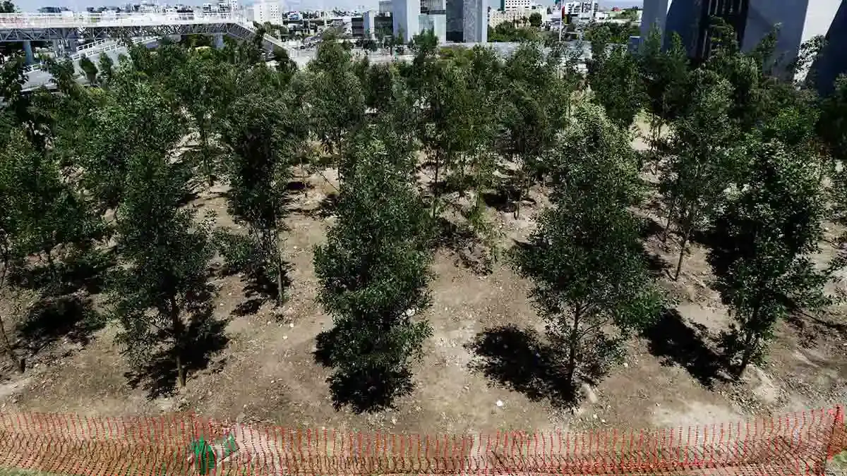 Reforestación del gobierno no aportará beneficios de árboles talados por cablebús de Puebla: Ambientalistas