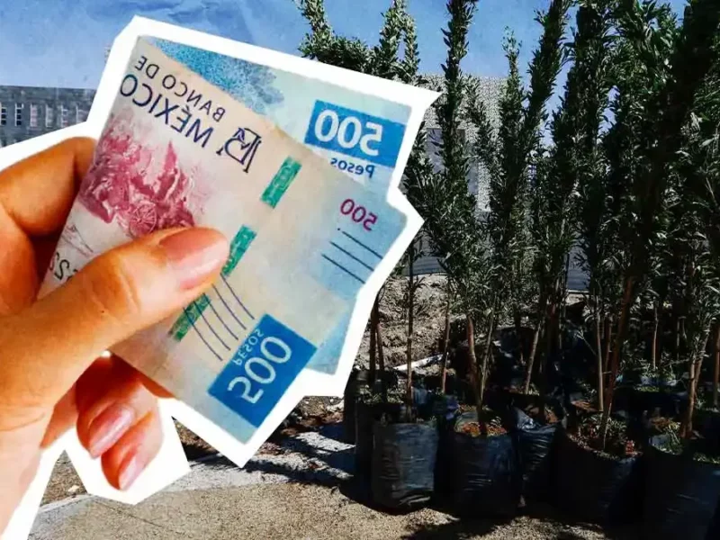 Ayuntamiento de Puebla impulsa megaplan de reforestación con 53 especies y ocho mdp