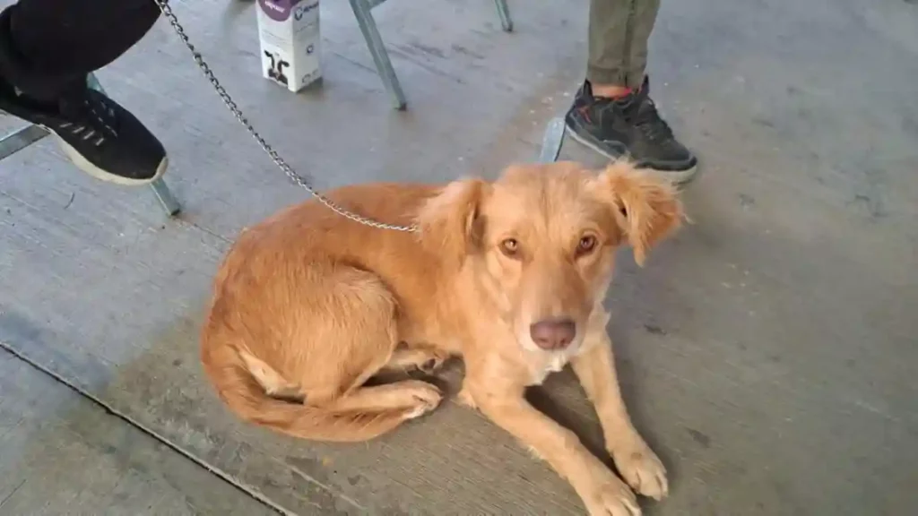Ariadna Ayala anuncia nueva jornada de esterilización gratuita en Atlixco
