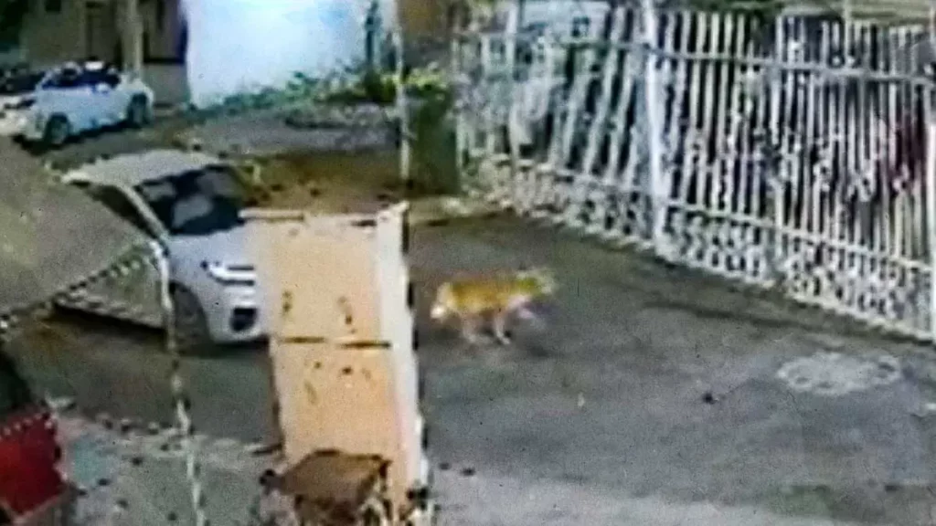 Colectivo TAC recibe amenazas tras exhibir a mujer que intentó atropellar un perro en Tehuacán