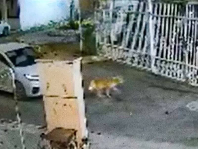 Colectivo TAC recibe amenazas tras exhibir a mujer que intentó atropellar un perro en Tehuacán