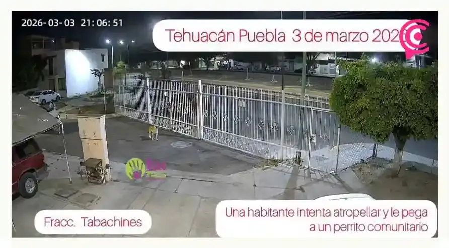 Colectivo TAC recibe amenazas tras exhibir a mujer que intentó atropellar un perro en Tehuacán