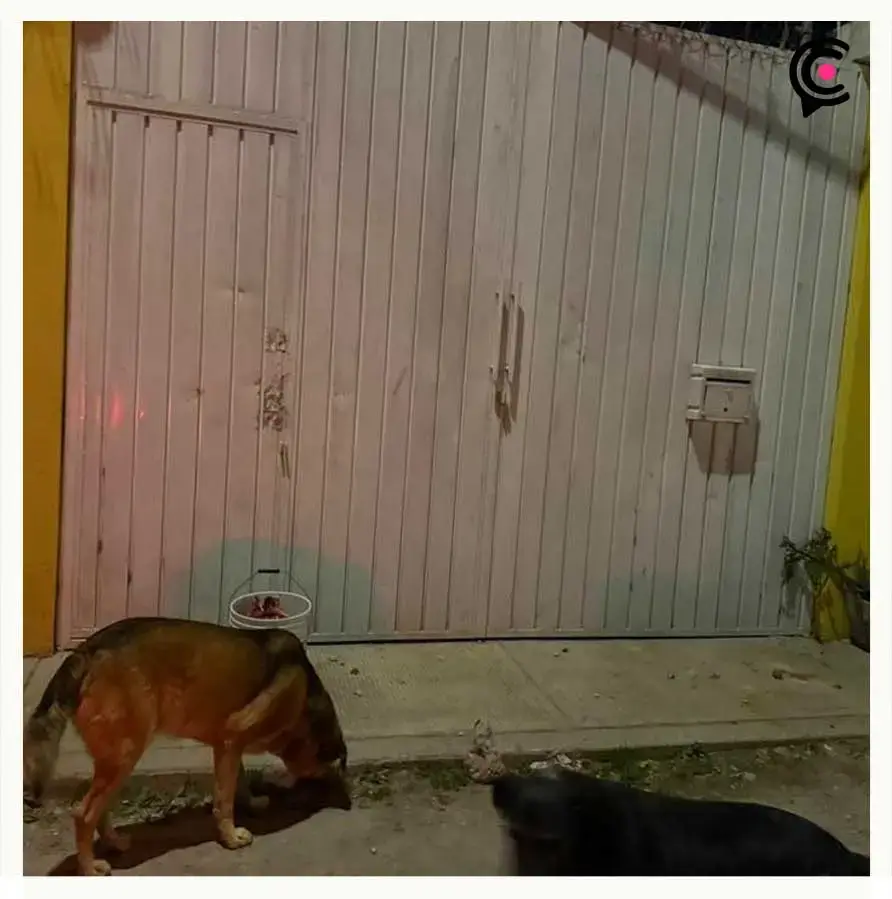 Delincuentes intentan asaltar el refugio Mestizos sin Fronteras en Puebla; activistas temen por 100 perros