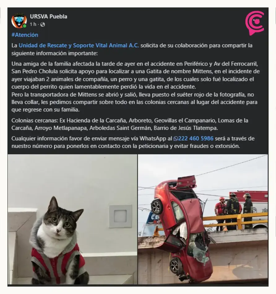 Buscan a gatita de familia que se accidentó en el puente del Periférico