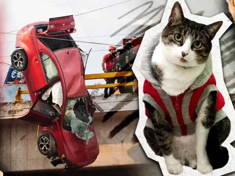 Buscan a gatita de familia que se accidentó en el puente del Periférico