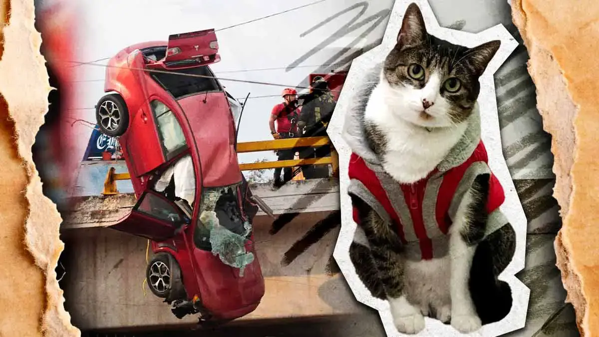 Buscan a gatita de familia que se accidentó en el puente del Periférico