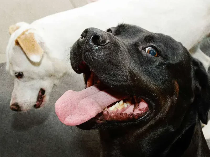 Movimiento Animalista de Puebla presenta iniciativa para reconocer a las mascotas como sujetos de protección