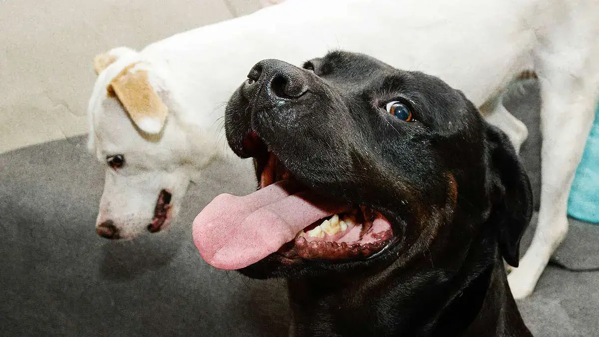 Movimiento Animalista de Puebla presenta iniciativa para reconocer a las mascotas como sujetos de protección