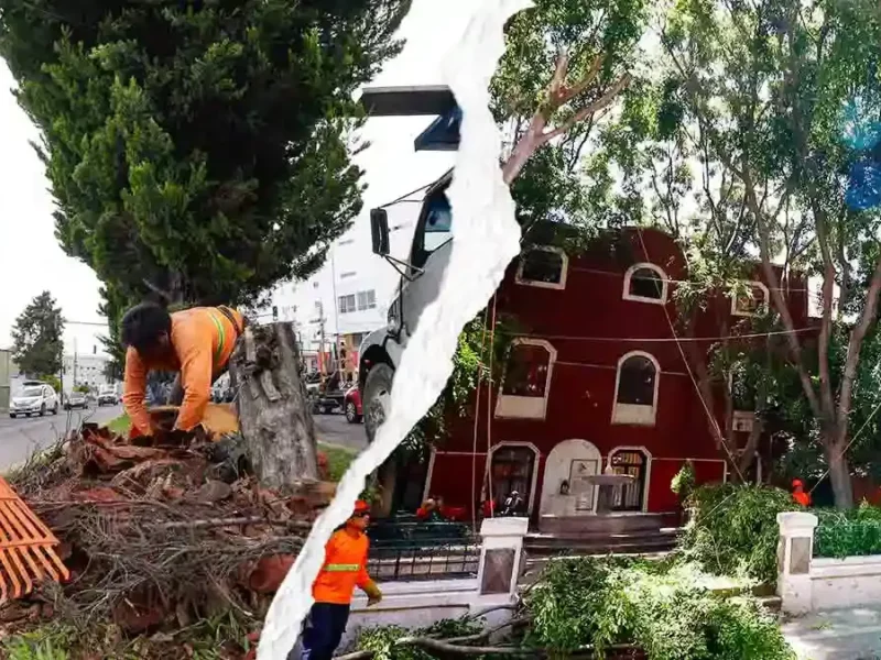 Ayuntamiento de Puebla derribará cuatro mil árboles en riesgo para evitar colapsos este 2026