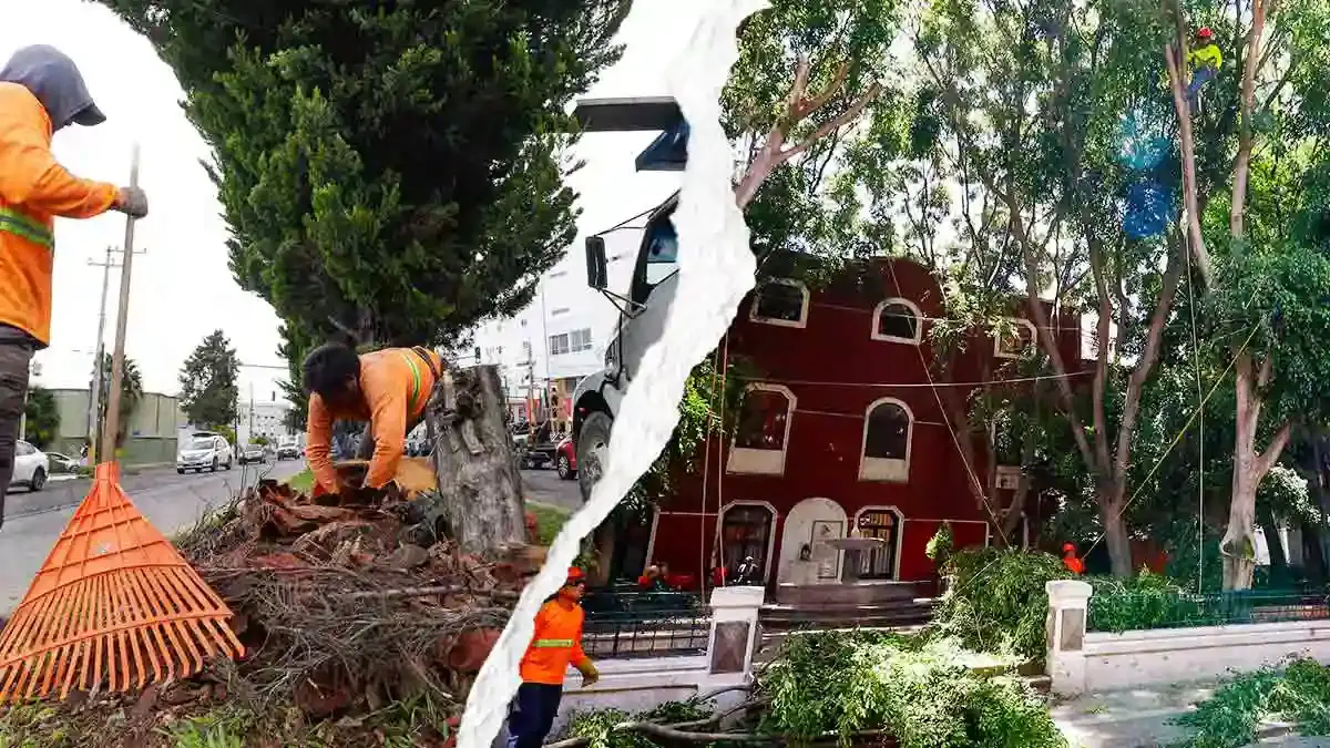 Ayuntamiento de Puebla derribará cuatro mil árboles en riesgo para evitar colapsos este 2026