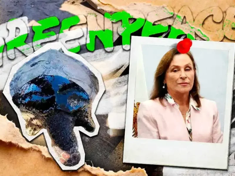 Greenpeace desmiente a Rocío Nahle; hay fauna muerta y ecocidio tras derrame de petróleo en Veracruz
