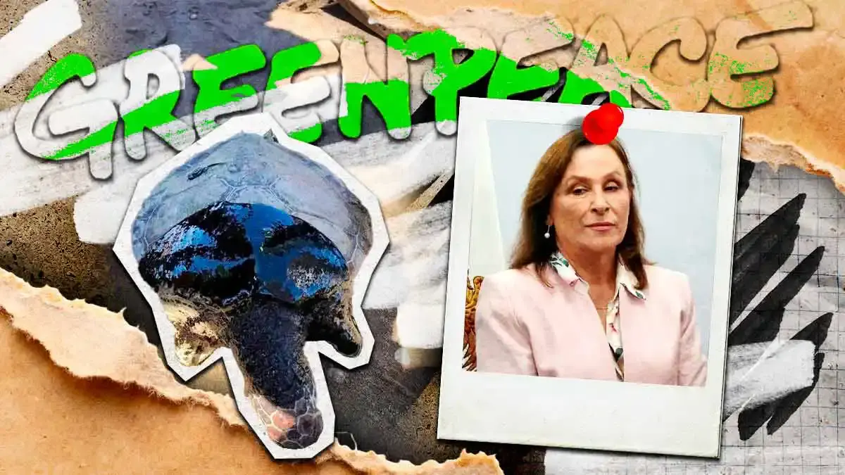 Greenpeace desmiente a Rocío Nahle; hay fauna muerta y ecocidio tras derrame de petróleo en Veracruz