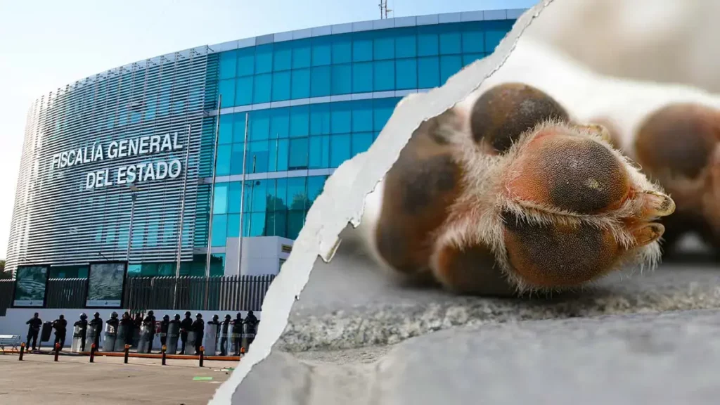 Fiscalía de Puebla investiga el caso de "Oso", perro secuestrado en San Andrés Cholula