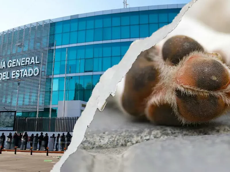 Fiscalía de Puebla investiga el caso de "Oso", perro secuestrado en San Andrés Cholula