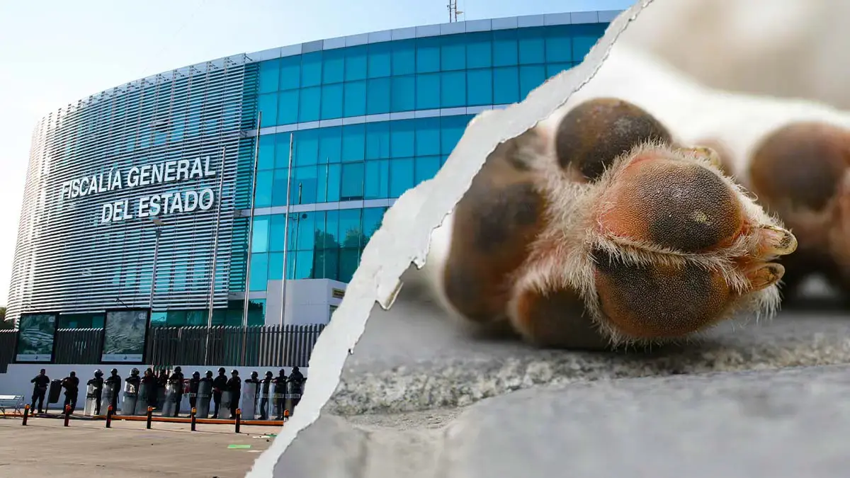 Fiscalía de Puebla investiga el caso de "Oso", perro secuestrado en San Andrés Cholula